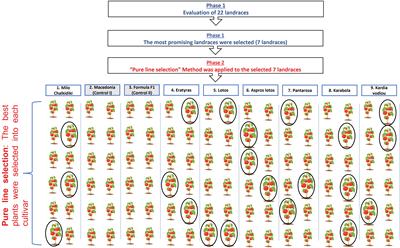 Characterization and evaluation of Greek tomato landraces for productivity and fruit quality traits related to sustainable low-input farming systems